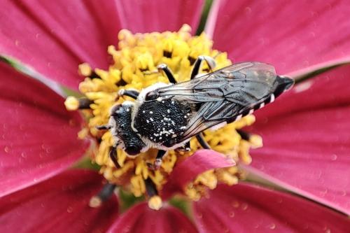 Coelioxys conoidea